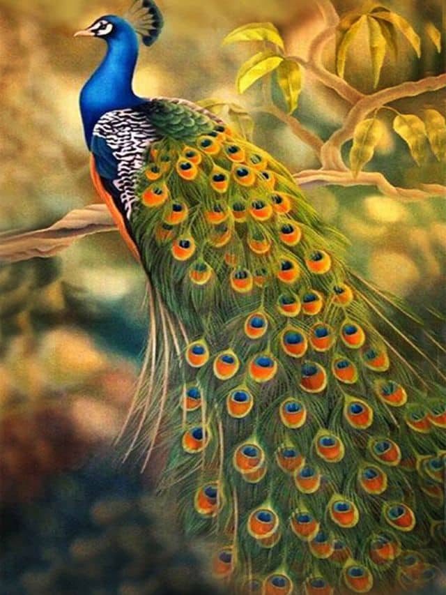 peacock