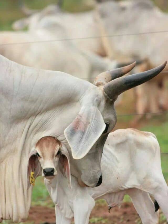 cow