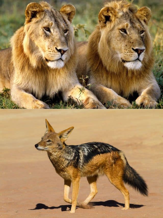 jackal lion