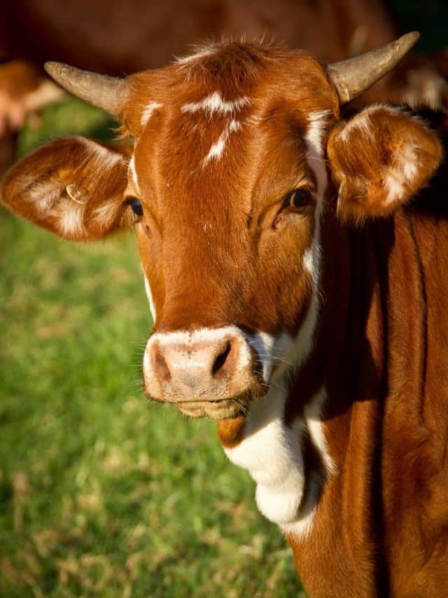 cow