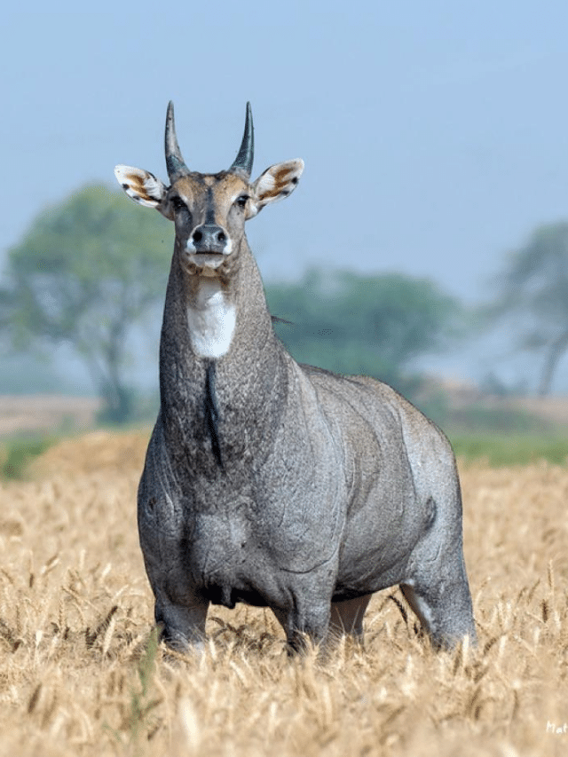 Blue cow