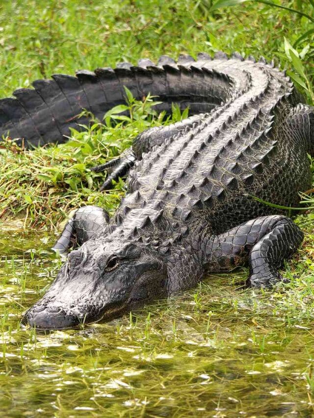 Unveiling the Secret World of Escort Alligators: What You Need to Know